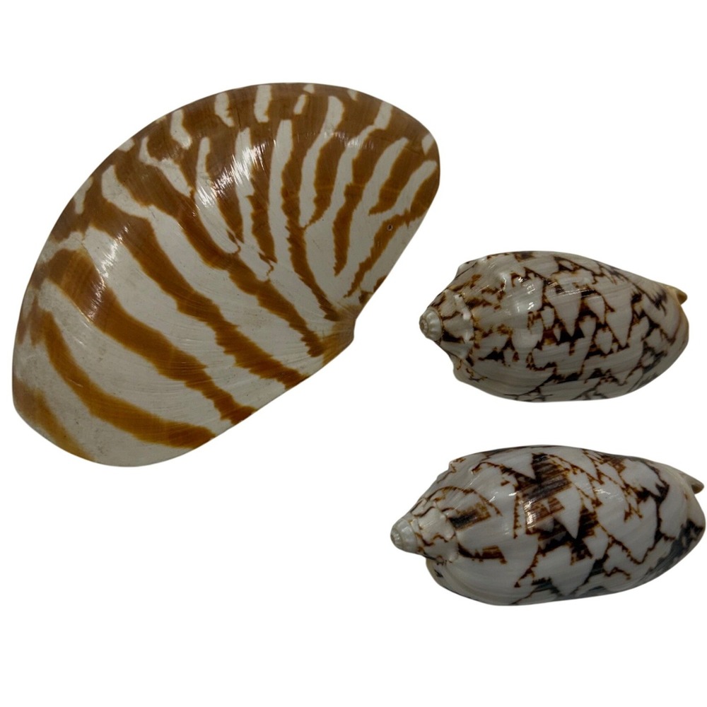 Natural Sea Shell Set Nautilus Tiger Stripe and Olive Shells Coastal Decor 3pc